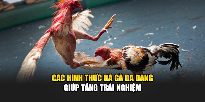 Các hình thức Đá gà 188Bet đa dạng giúp tăng trải nghiệm