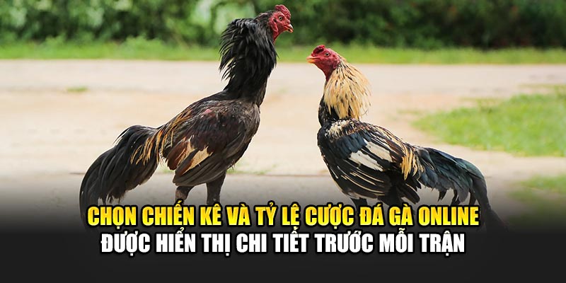 Trải Nghiệm Đá Gà Online Đỉnh Cao Cùng Nhà Cái 188Bet 2 Chọn chiến kê và tỷ lệ cược đá gà online được hiển thị chi tiết trước mỗi trận