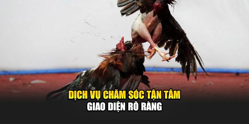 Dịch vụ chăm sóc tận tâm giao diện rõ ràng