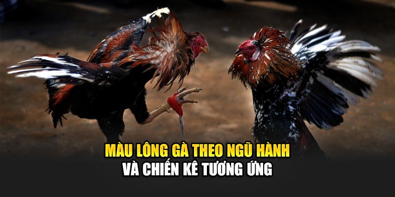 Cách Chọn Gà Đá Hiệu Quả Tăng Tỷ Lệ Thắng Tại 188Bet 2 Màu lông gà theo ngũ hành và chiến kê tương ứng