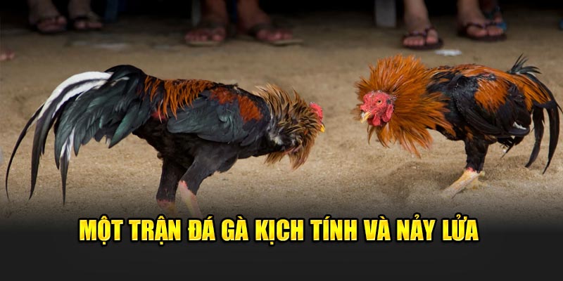 Thuật Ngữ Đá Gà Phổ Biến Tại Nhà Cái 188Bet Bạn Nên Biết 1 Một trận đá gà kịch tính và nảy lửa